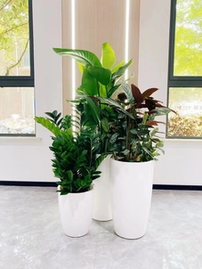 宁波鄞州花卉租赁，价格实惠超划算，速来！><div class=